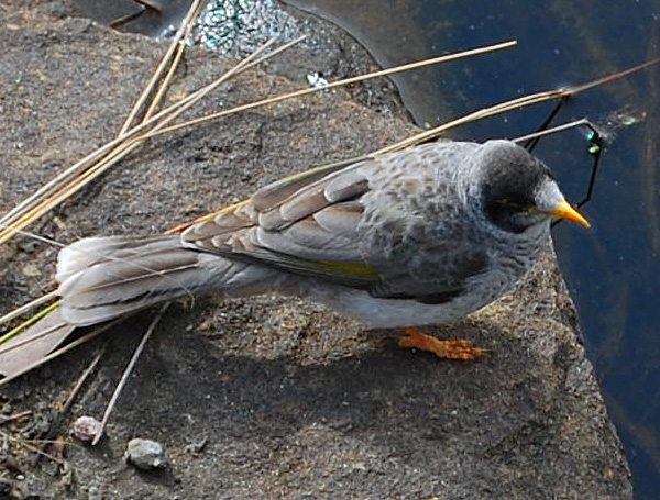 Noisy Miner - Manorina melanocephala - Ark.au