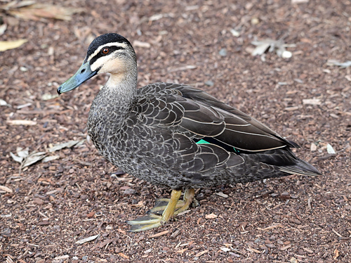 Pacific Black Duck - Ark.au