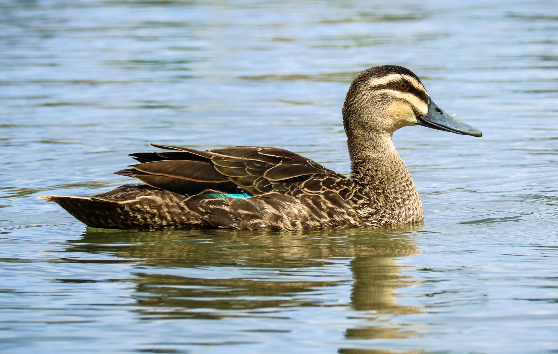 Pacific Black Duck - Australian Birds - Ark.au