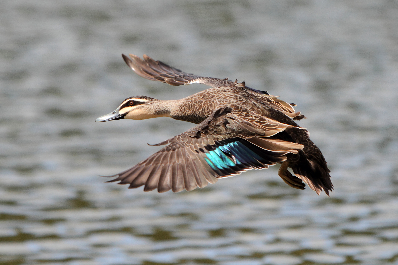 Pacific Black Duck - Anas superciliosa - Ark.au