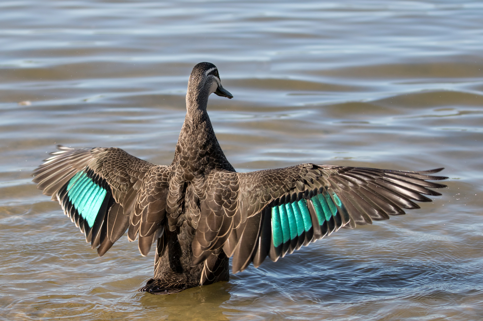 Pacific Black Duck - Anas superciliosa - Ark.au