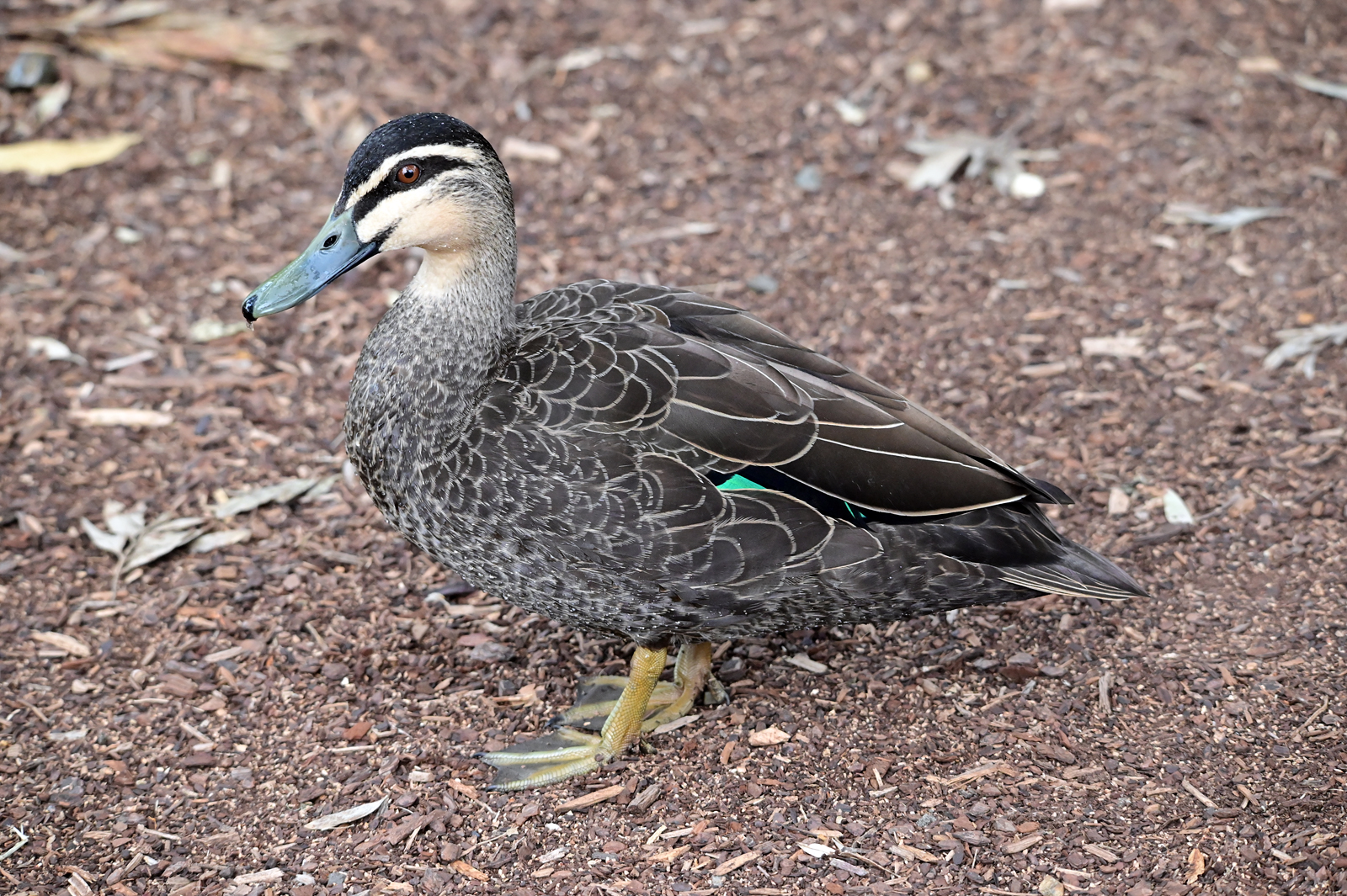 Pacific Black Duck - Anas superciliosa - Ark.au