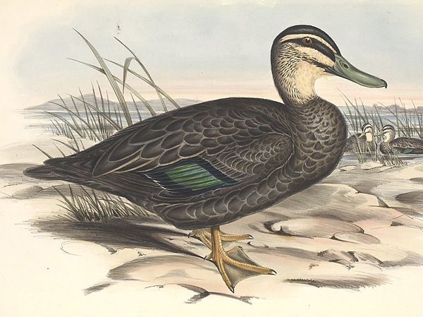 Pacific Black Duck - Anas superciliosa - Ark.au