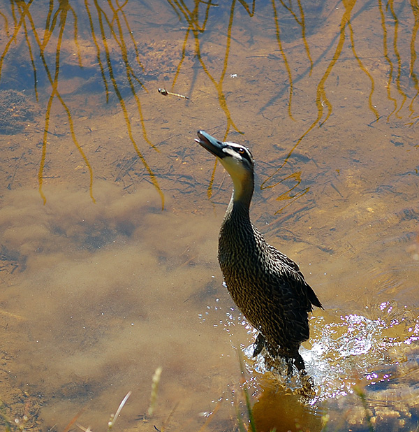 Pacific Black Duck - Anas superciliosa - Ark.au