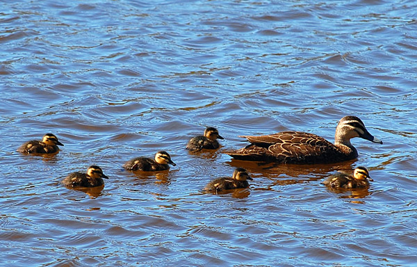 Pacific Black Duck - Anas superciliosa - Ark.au