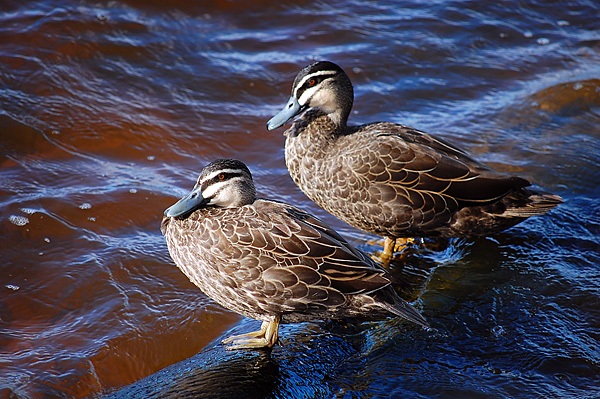 Pacific Black Duck - Anas superciliosa - Ark.au