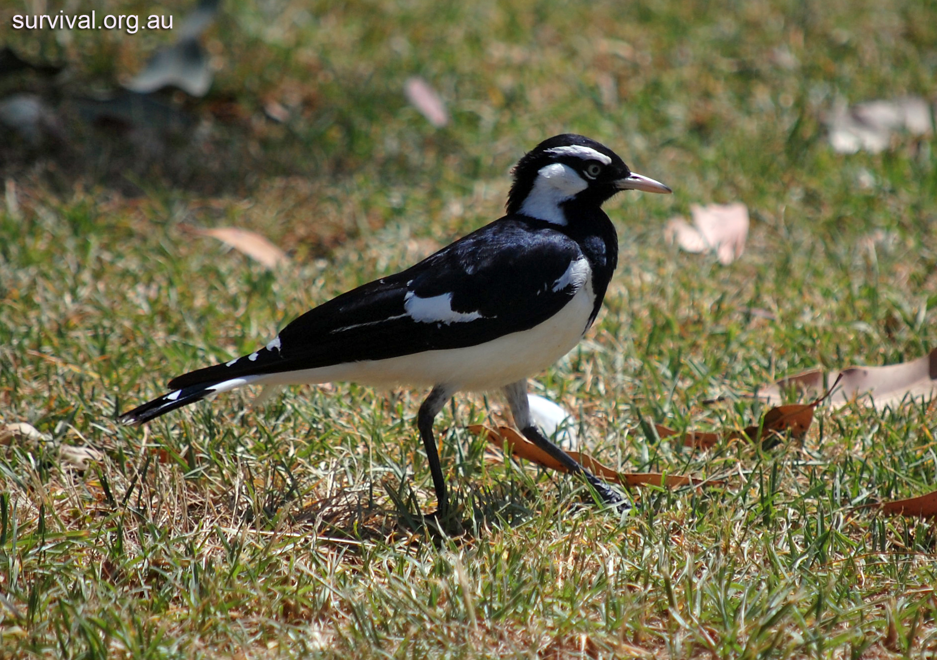 Magpie-lark (Peewee) - Australian Birds - Ark.au