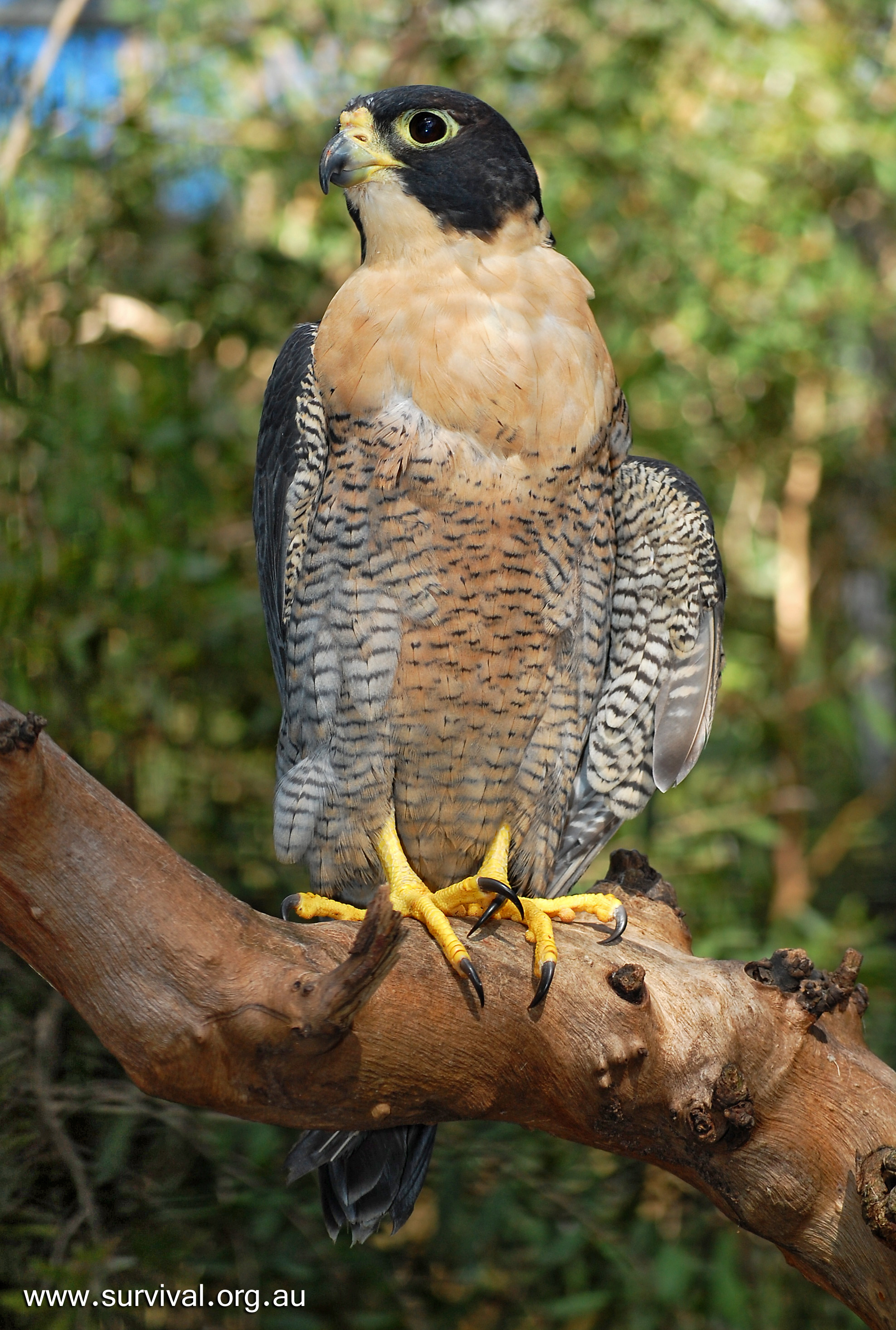 Peregrine Falcon - Australian Birds - Ark.au