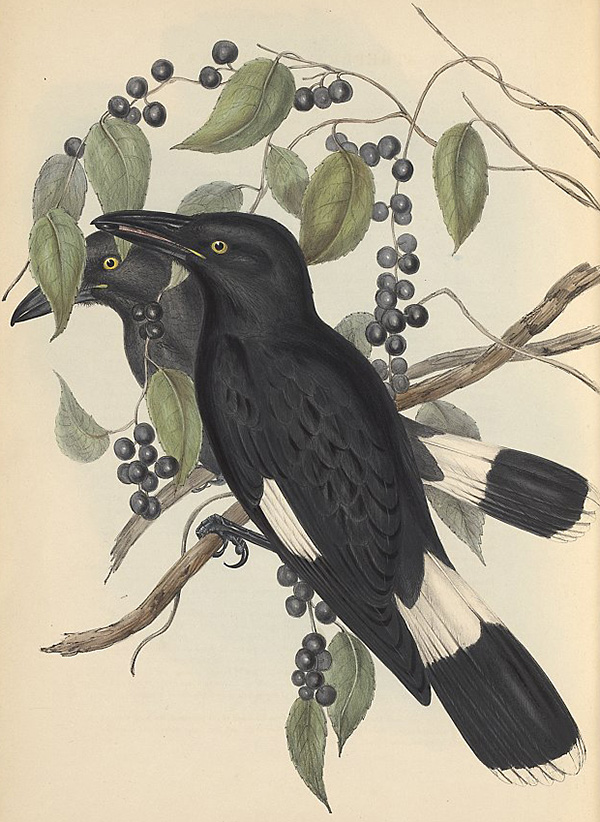 Pied Currawong - Strepera graculina - Ark.au