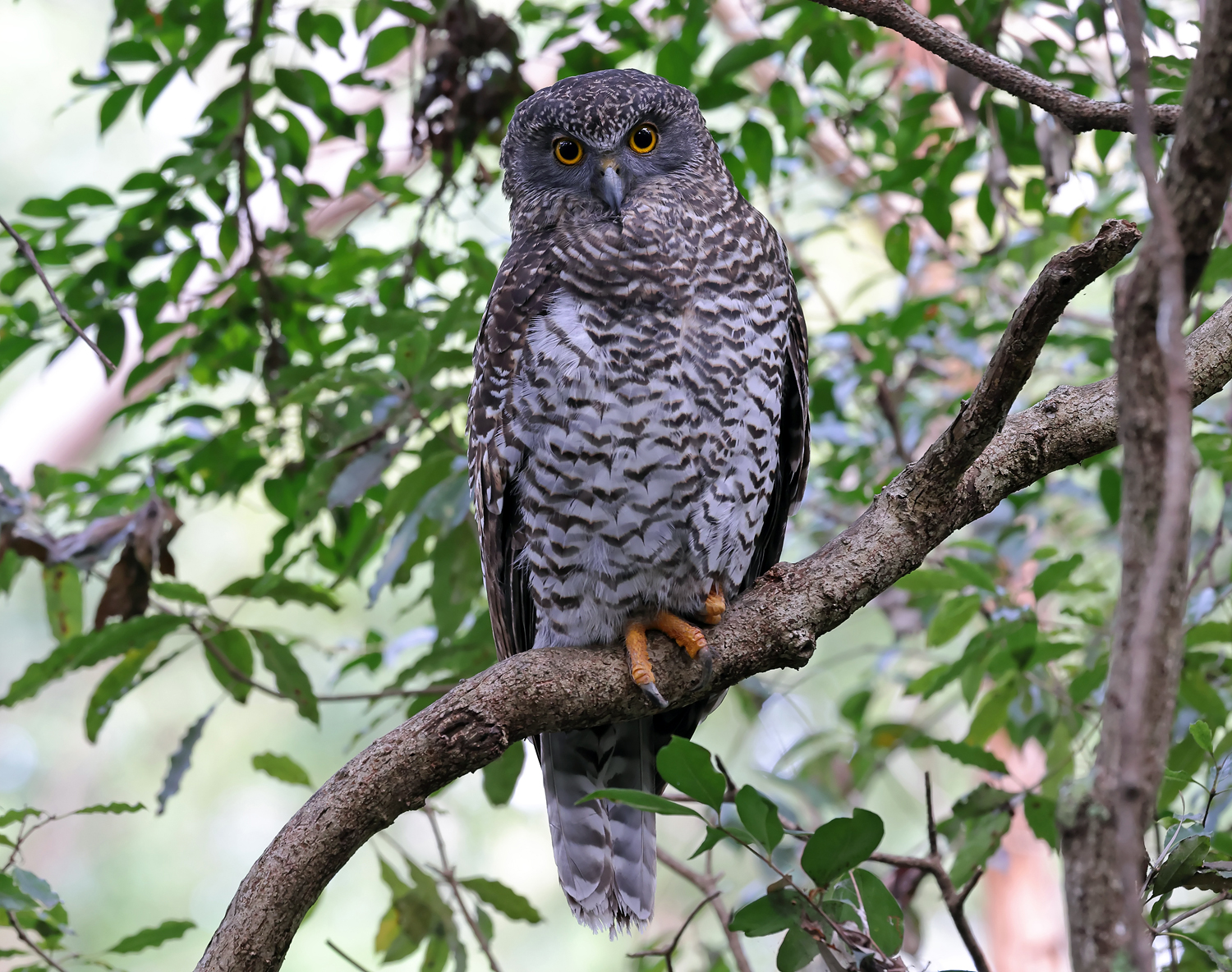 Powerful Owl - Australian Birds - Ark.au