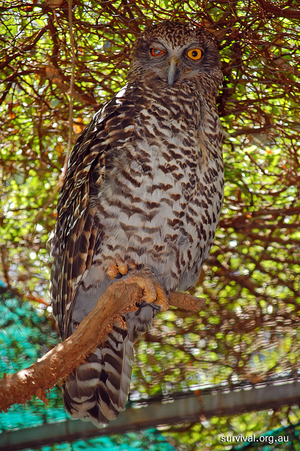Powerful Owl - Ark.au