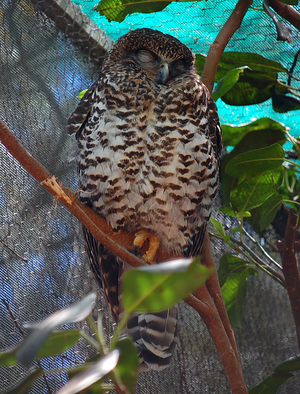 Powerful Owl - Ninox strenua - Ark.au