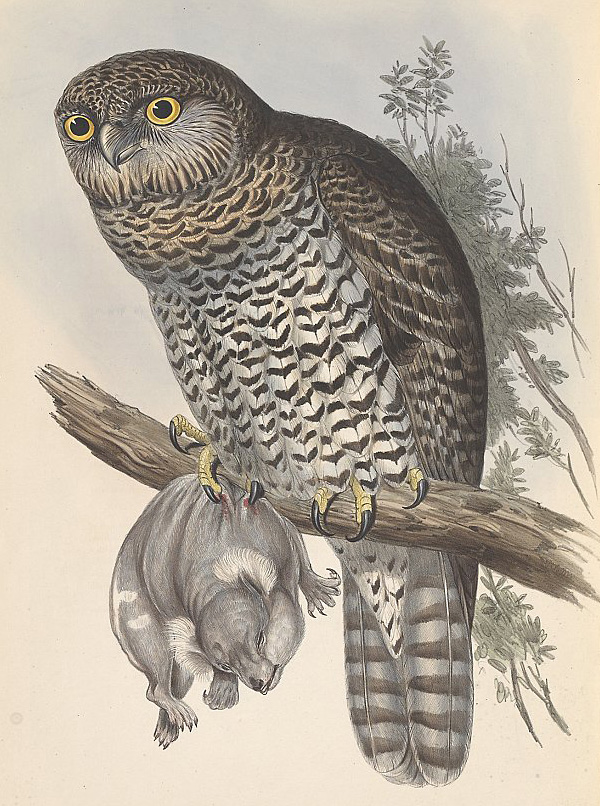 Powerful Owl - Ninox strenua - Ark.au