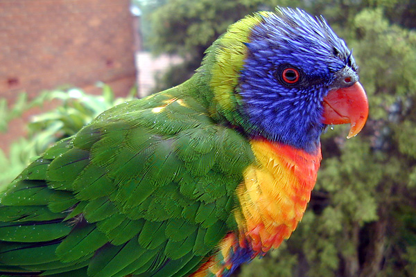 Rainbow Lorikeet - Australian Birds - Ark.au