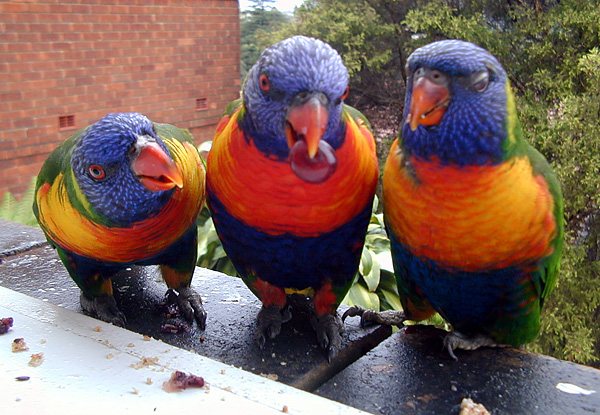 Rainbow Lorikeet - Trichoglossus rubritorquatus - Ark.au