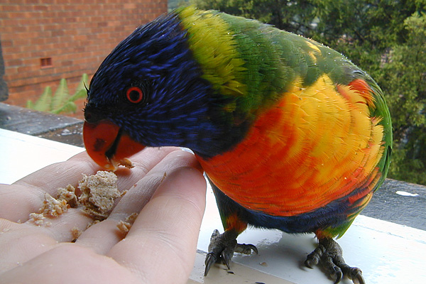 Rainbow Lorikeet - Trichoglossus rubritorquatus - Ark.au