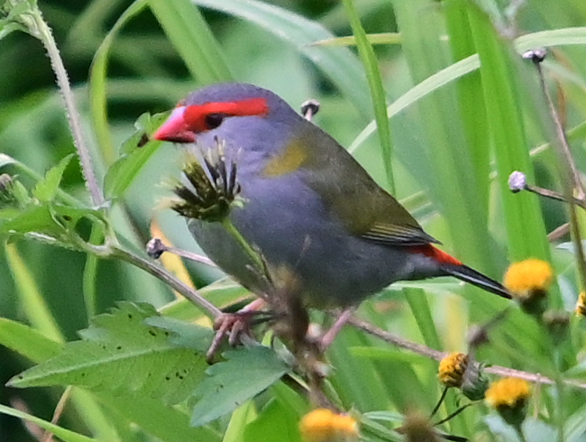 Red-browed Firetail (Finch) - Ark.au