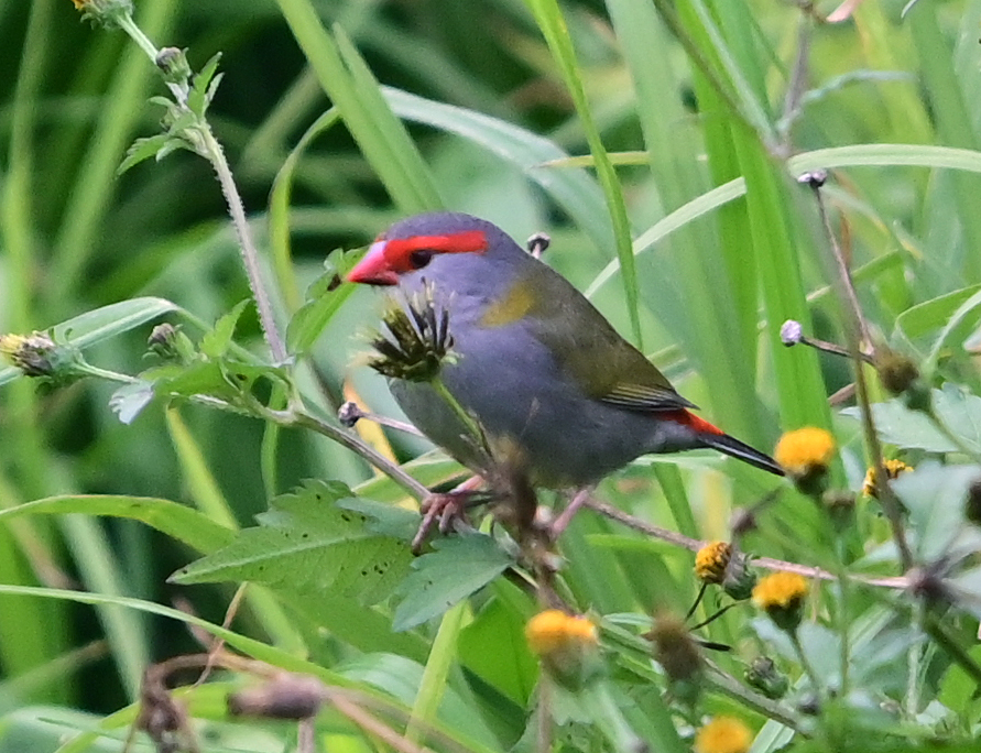 Red-browed Firetail (Finch) - Ark.au