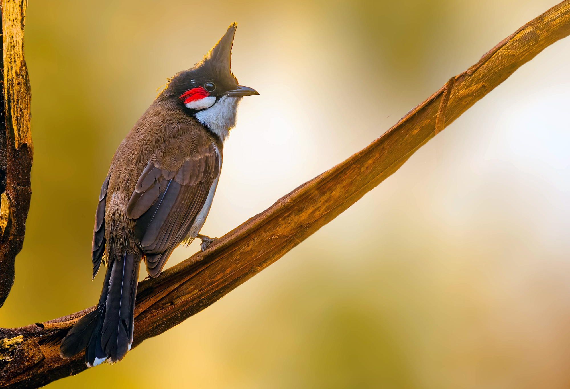 Red-whiskered Bulbul - Australian Birds - Ark.au