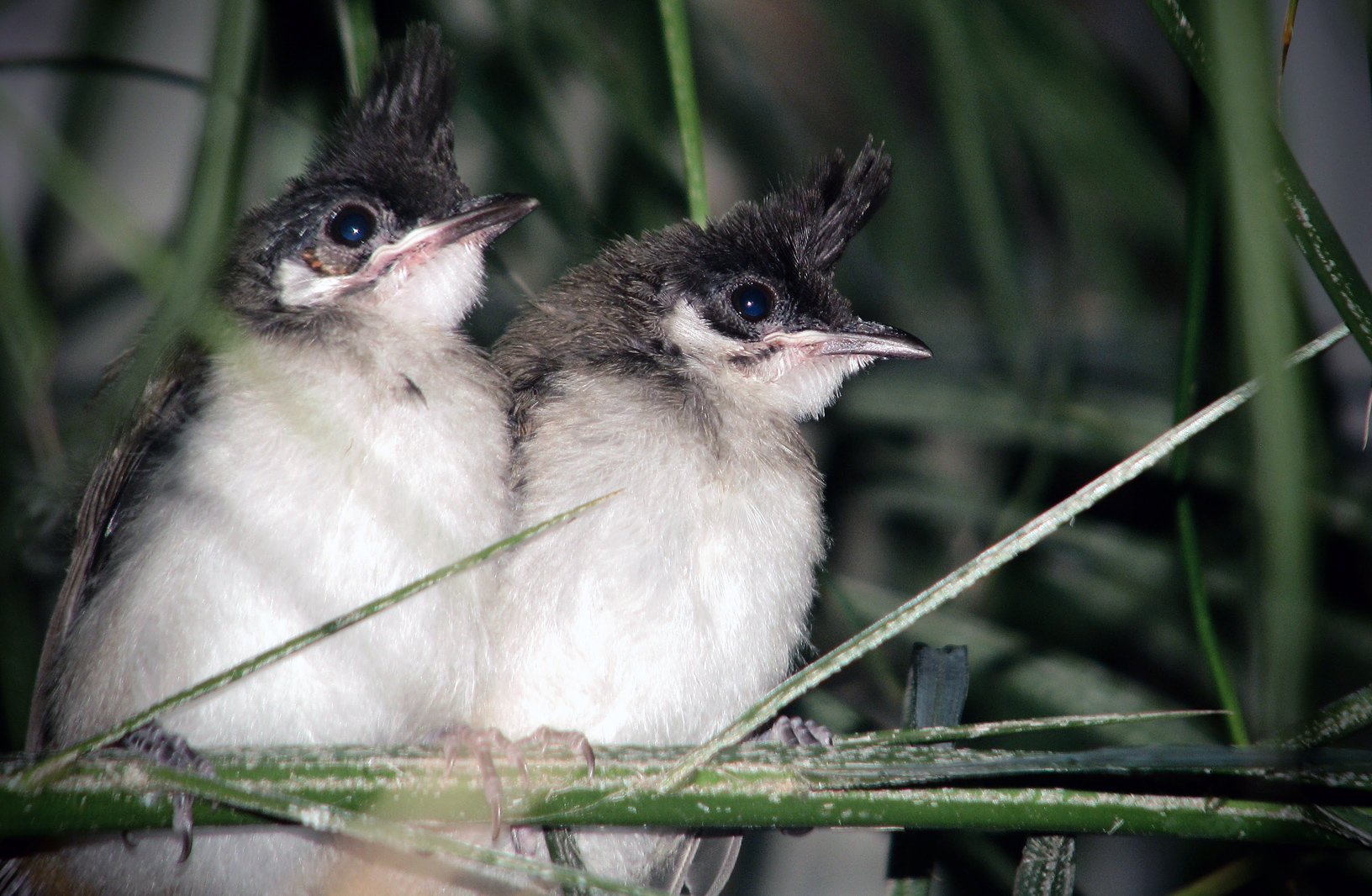 Red-whiskered Bulbul - Pycnonotus jocosus - Ark.au