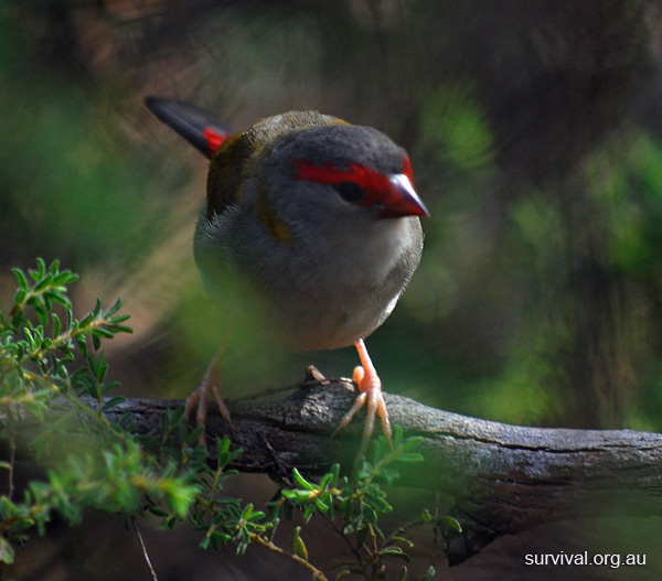 Red-browed Firetail (Finch) - Neochmia temporalis - Ark.au