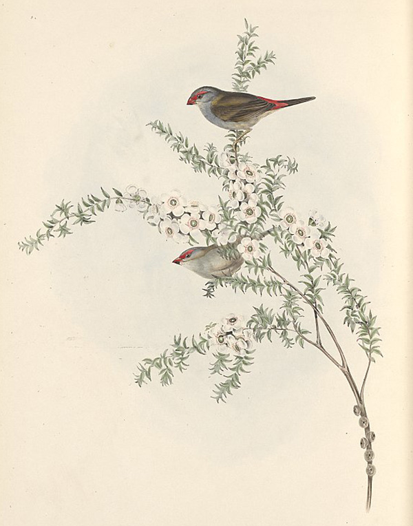 Red-browed Firetail (Finch) - Neochmia temporalis - Ark.au