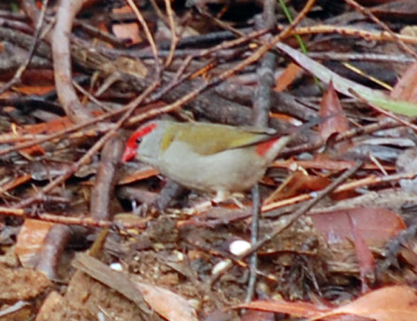 Red-browed Firetail (Finch) - Neochmia temporalis - Ark.au