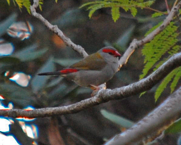 Red-browed Firetail (Finch) - Neochmia temporalis - Ark.au