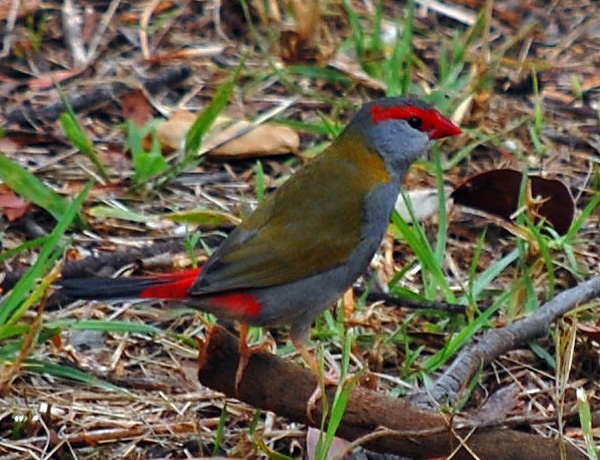 Red-browed Firetail (Finch) - Neochmia temporalis - Ark.au