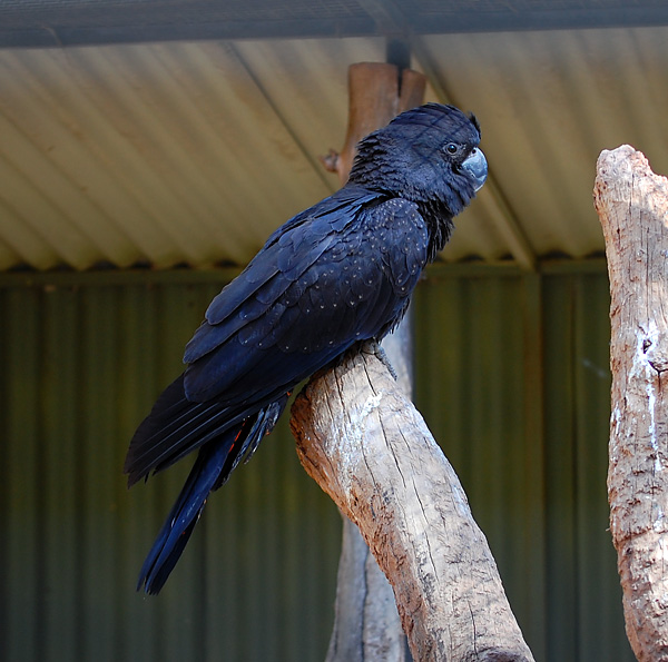 Red-Tailed Black-Cockatoo - Ark.au