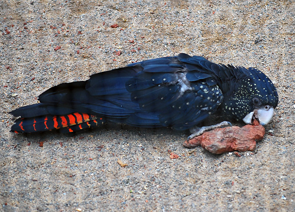 Red-Tailed Black-Cockatoo - Calyptorhynchus banksii - Ark.au