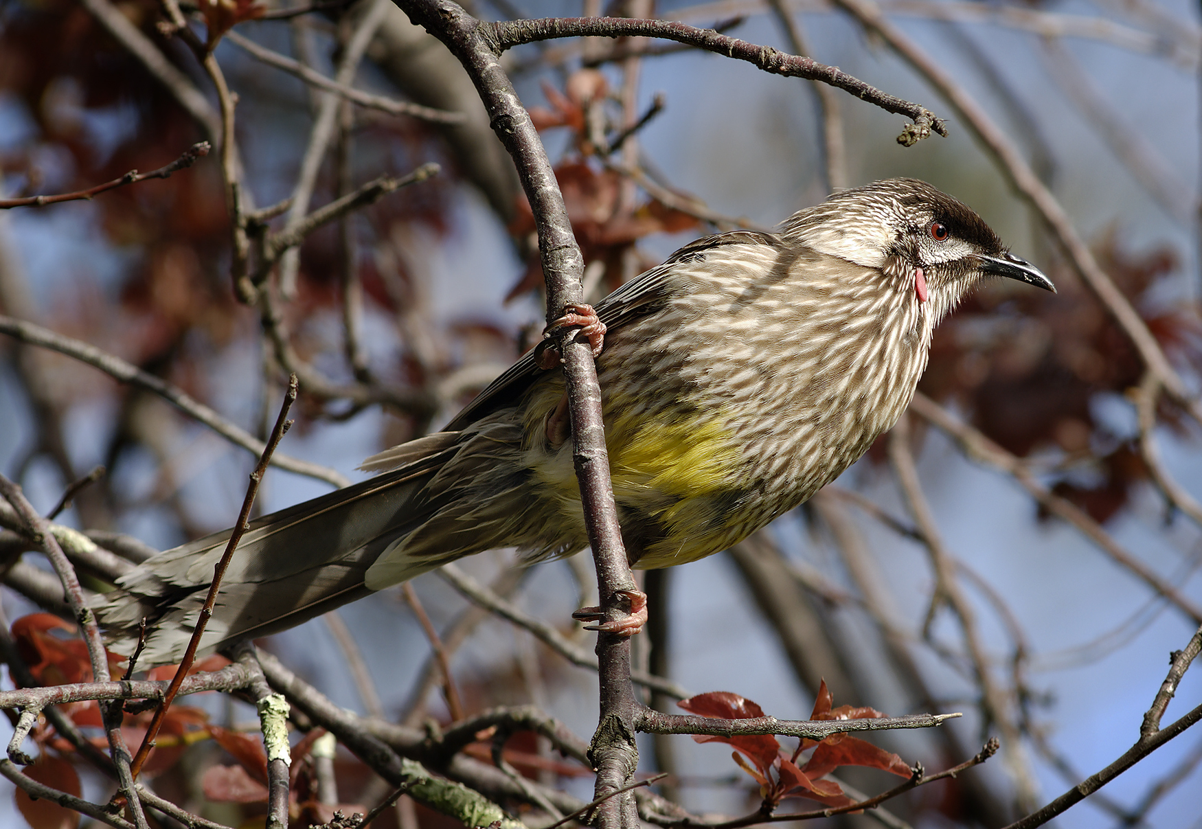 Red Wattlebird - Ark.au