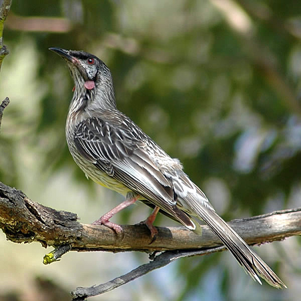 Red Wattlebird - Anthochaera carunculata - Ark.au