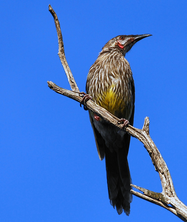 Red Wattlebird - Anthochaera carunculata - Ark.au