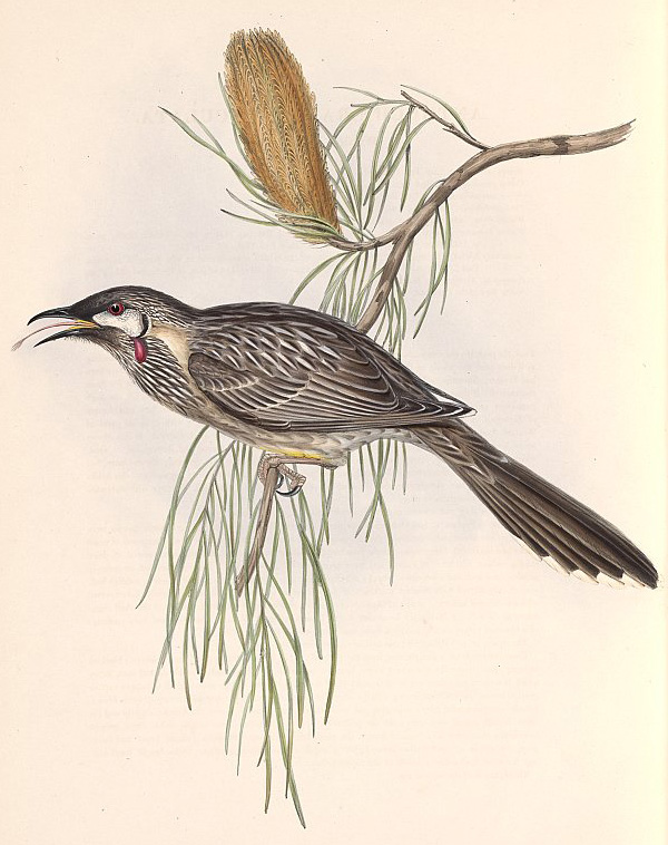 Red Wattlebird - Anthochaera carunculata - Ark.au