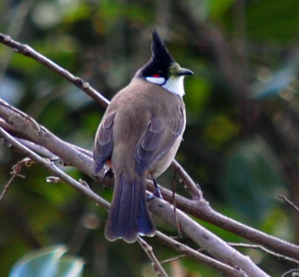 Red-whiskered Bulbul - Pycnonotus jocosus - Ark.au