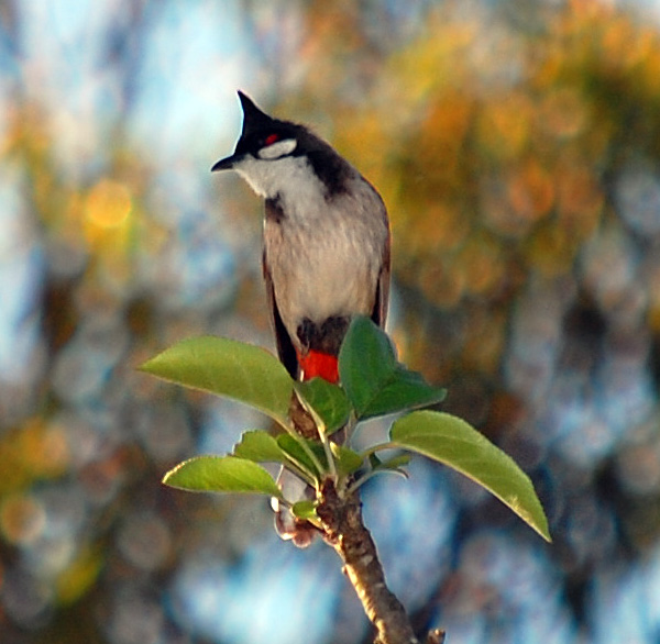 Red-whiskered Bulbul - Pycnonotus jocosus - Ark.au