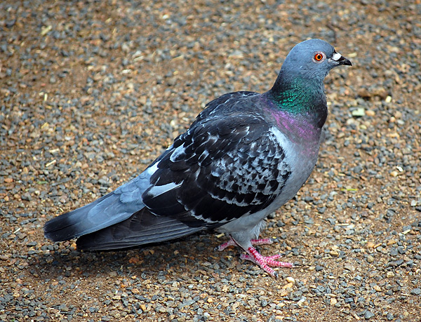 Rock Dove (Feral Pigeon) - Columba livia - Ark.au