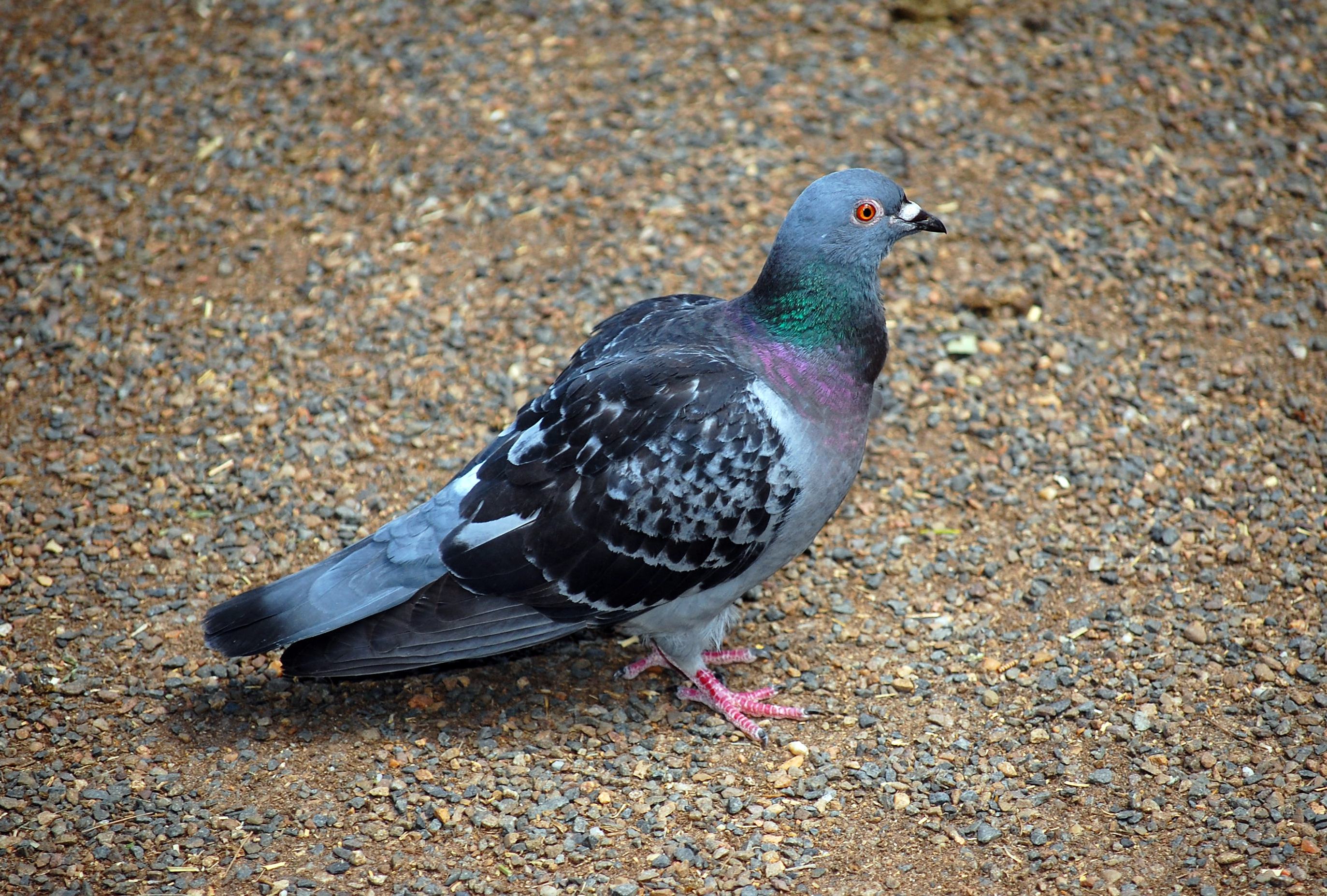 Rock Dove (Feral Pigeon) - Australian Birds - Ark.au