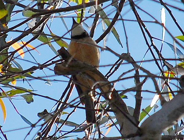 Rufous Whistler - Ark.au