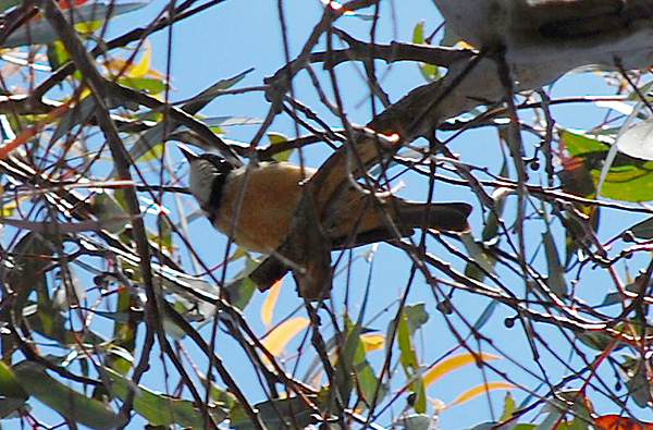 Rufous Whistler - Pachycephala rufiventris - Ark.au