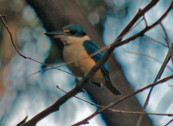 Sacred Kingfisher - Ark.au