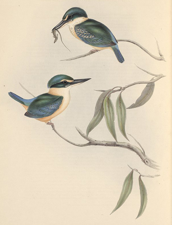 Sacred Kingfisher - Todiramphus sanctus - Ark.au