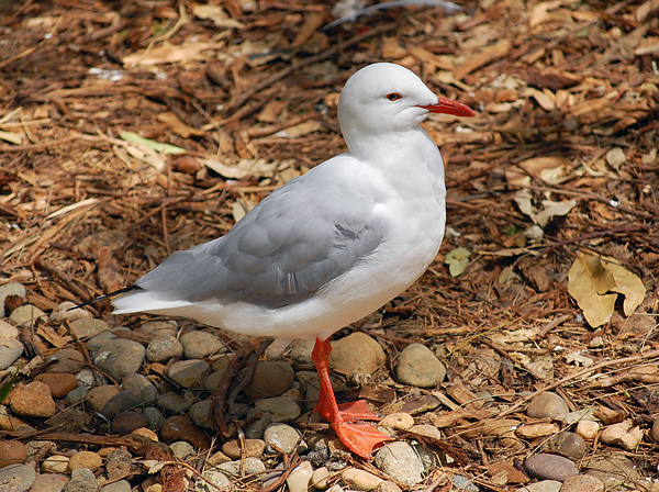 Silver Gull (Seagull) - Larus novaehollandiae - Ark.au