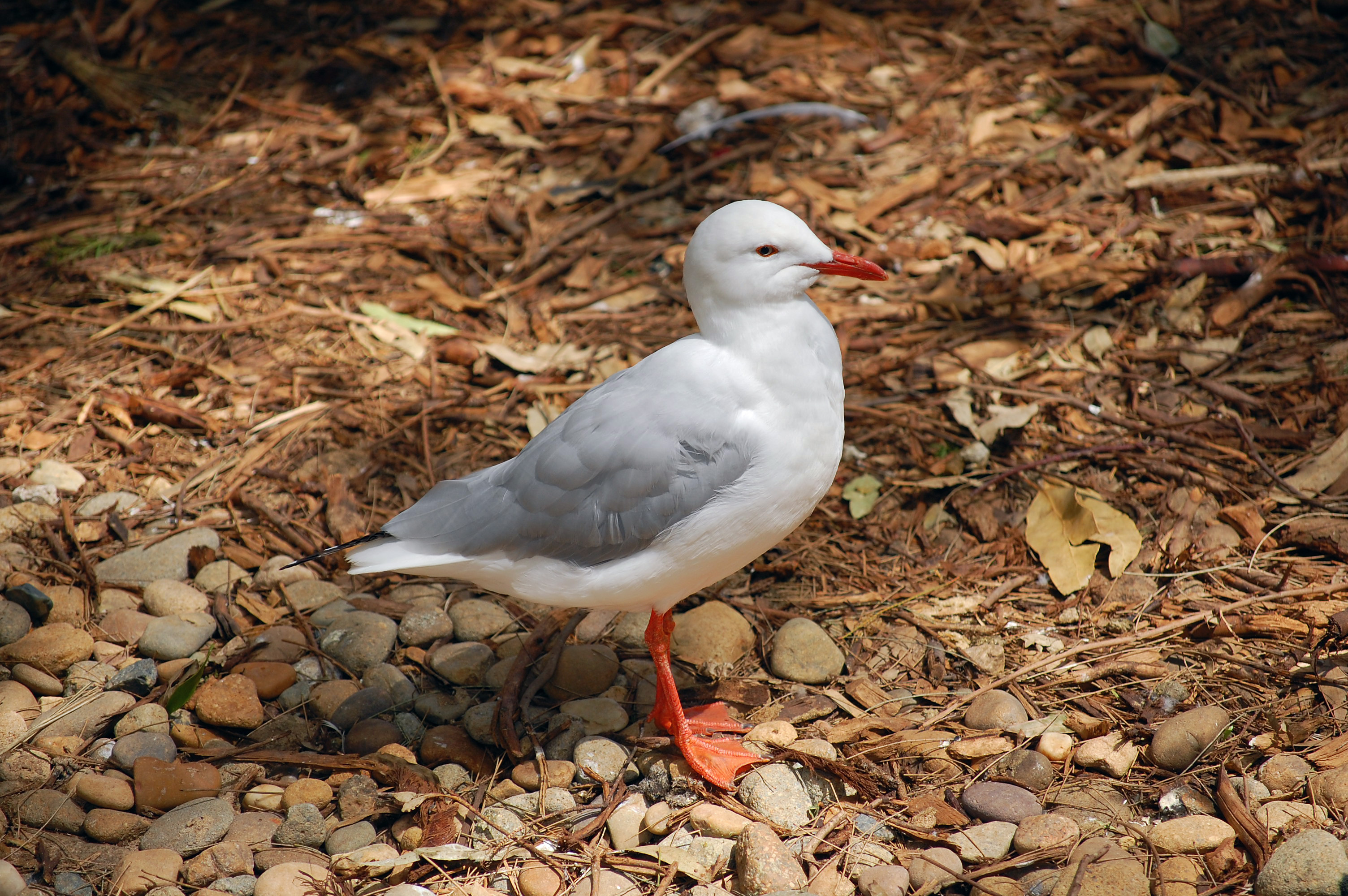 Silver Gull (Seagull) - Australian Birds - Ark.au