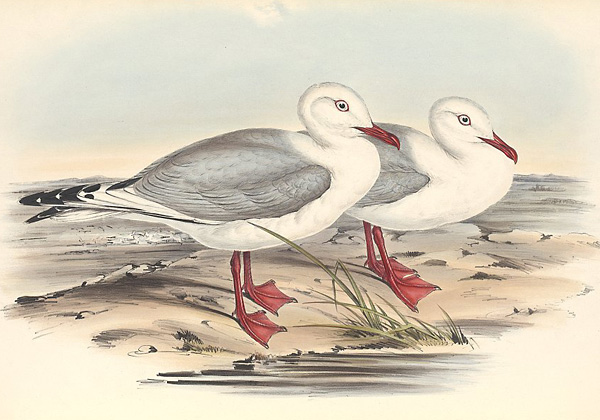 Silver Gull (Seagull) - Larus novaehollandiae - Ark.au