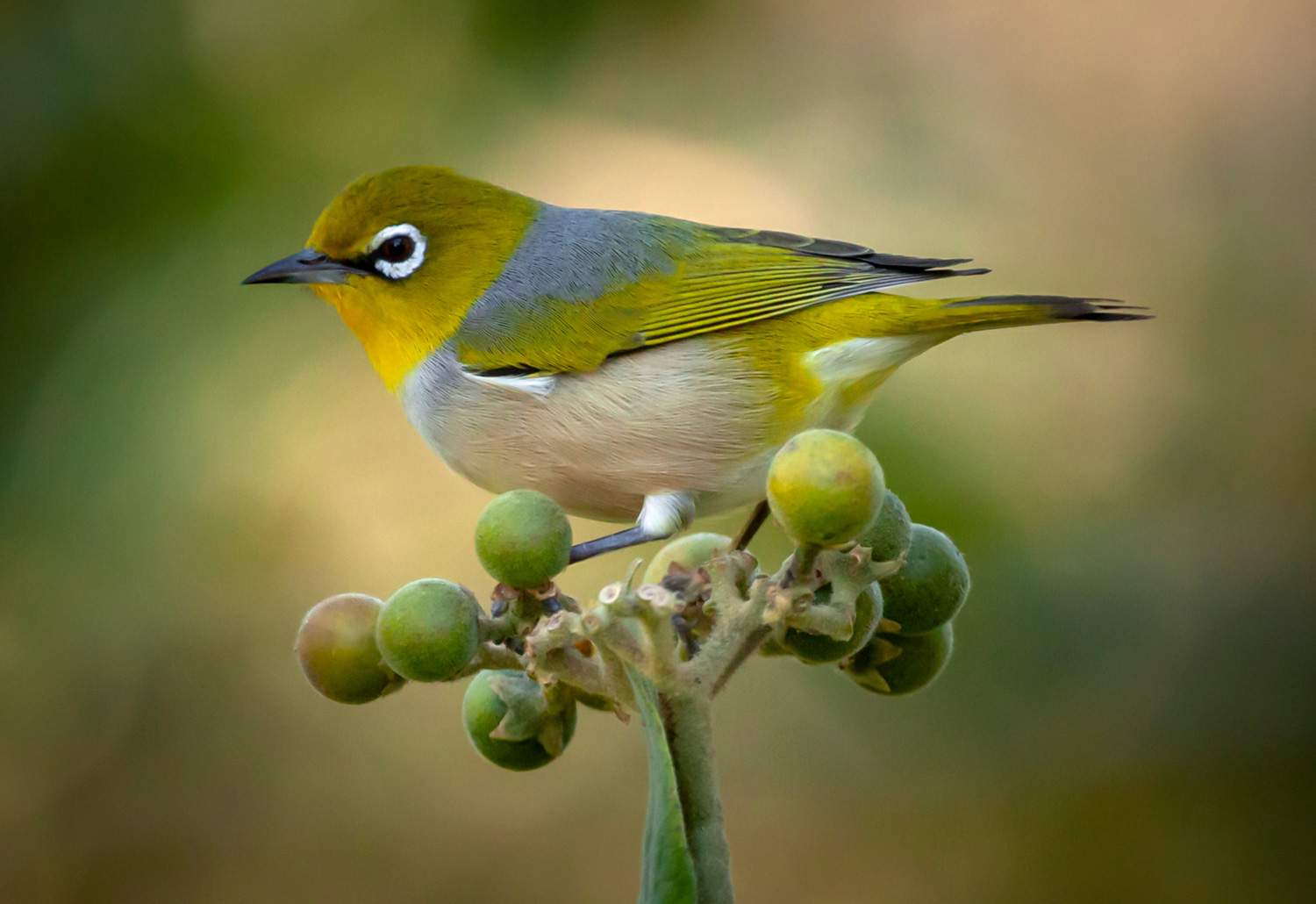 Silvereye - Australian Birds - Ark.au