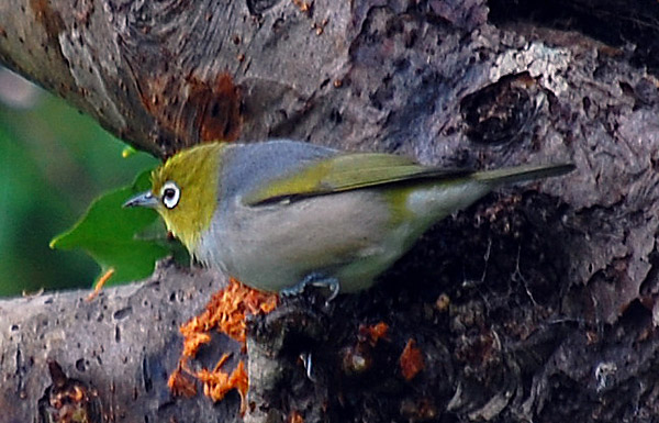 Silvereye - Zosterops lateralis - Ark.au