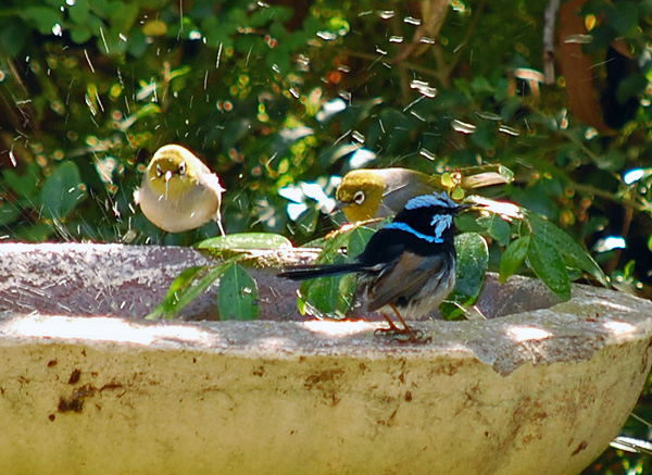 Silvereye - Zosterops lateralis - Ark.au