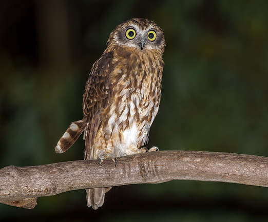 Southern Boobook (Owl) - Ark.au